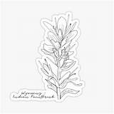 Paintbrush Indian Flower Wyoming Redbubble sketch template