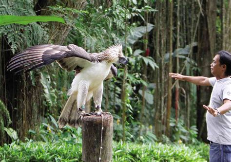 ph eagles keepers called heroes  vanishing breed inquirer news