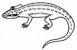 Coloring Lizard Pages Animal Desert Google Visit Aboriginal Online Colouring Printable Sheet Print Au sketch template