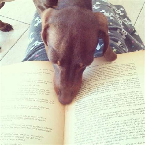 pets    intention  letting  read  book  dodo