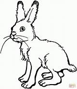 Kaninchen Ausmalen Ausmalbilder Ausdrucken Hasen Kostenlos Malvorlagen Kinderbilder sketch template