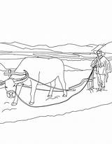 Arando Colorir Buey Agricultor Boi Plowing Cultivando Hellokids Famer Tierra Bueyes Fazendeiro Frais Tudodesenhos Raton Paisaje sketch template