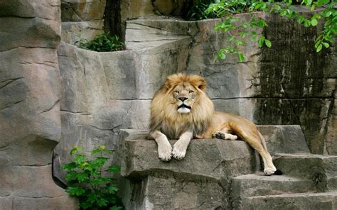 male lion   lions photo  fanpop