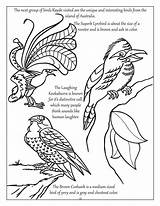 Kookaburra Birds sketch template