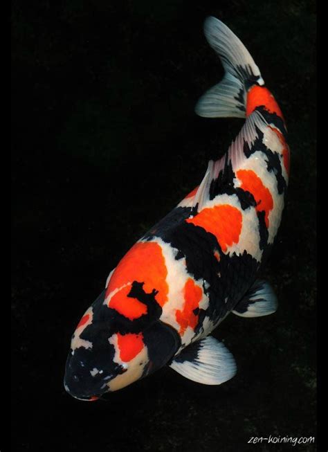 images  koi fish  pinterest watercolors fish