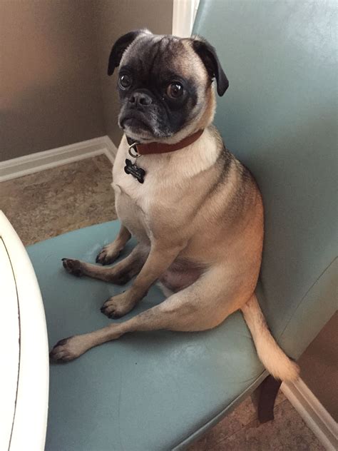 pin  connie tarr  pugs  frugs frenchie pug pug mix pugs