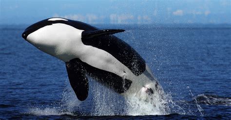 symbolic orca whale meaning  whats  sign