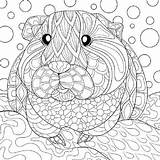 Pig Guinea Meerschweinchen Pigs Colouring Zum Ausmalen Ausmalbild Cavia Kleurplaat Dyr Svaere Tegninger Omnilabo Doghousemusic sketch template