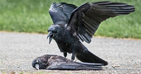 why are some crows committing acts of necrophilia the new york times