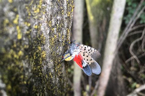 Spotted Lanternfly Invasion Prompts A Horror Film Halloween