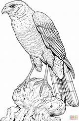 Hawk Coloring Pages Perched Printable Drawing Color Drawings Eagle Hawks Gif Bird Cooper Supercoloring 1728 Harris Coopers Colouring Adult Wood sketch template