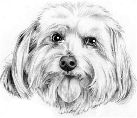 dog head dog face drawing drawing dogs animal drawings