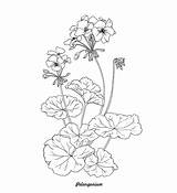 Geranium Pelargonium Doodles sketch template