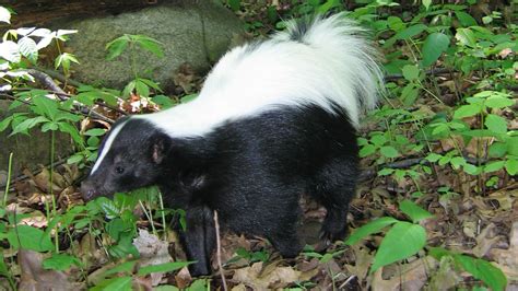 skunks nature pbs