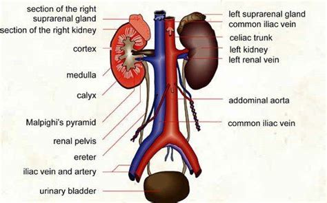 urinary system anatomy and physiology anatomy