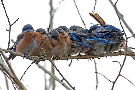 16 Pics Of Birds Cuddling Together For Warmth Will Melt Your Heart