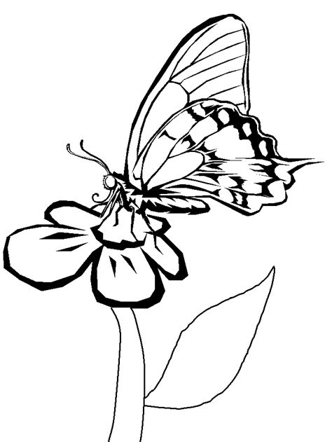 butterflies  animals coloring pages coloring book