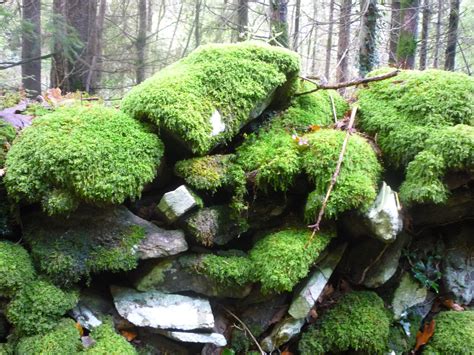 pile  rocks covered  green moss