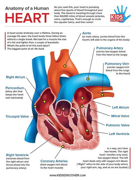 infographic anatomy   human heart kids discover