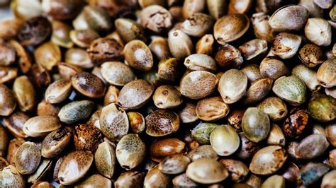 nutritional benefits  hemp seeds aja hemp