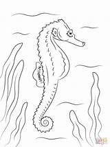 Seahorse Coloring Pages Adult Drawing Printable Realistic Outline Horse Supercoloring Color Ocean Fish Popular Creatures sketch template