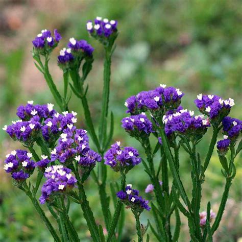 statice purple limonium salt drought tolerant garden flower plant seeds