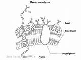 Plasma Membrane Cell Draw Labeled Fluid Diagram Model Functions Junctions Cells Formation Growth Important Point Nature Neat sketch template