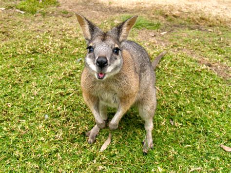 wallaby hd wallpapers backgrounds wallpaper abyss