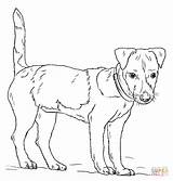 Jack Russell Terrier Coloring Draw Pages Drawing Dog Step Printable Dogs Outline Drawings Boston Kids sketch template