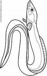 Eel Coloring Pages Kids Colouring Lightupyourbrain sketch template