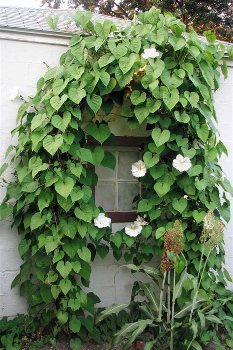 fast growing flowering vines  wall climbing vines  plant