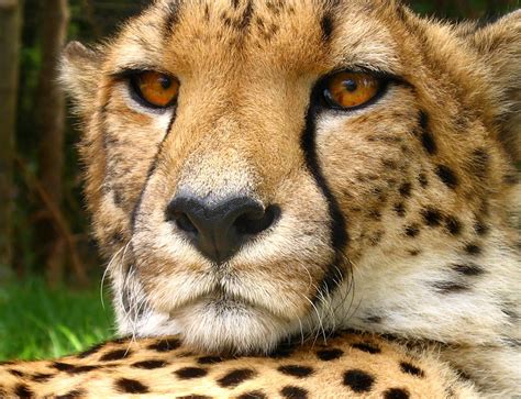 cheetah fun animals wiki  pictures stories