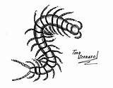 Drawing Centipede Drawings sketch template