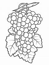 Grapes Coloring Pages Grape Drawing Purple Preschool Printable Template Color Fruits Kids Clip Print sketch template