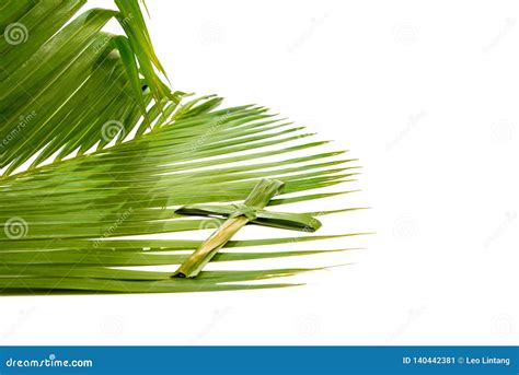 palm sunday concept stock image image   bright