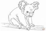 Koala Ausmalbilder Coloriage Ausmalbild Imprimer Koalas Dessin Branche Colorier Grimpe sketch template