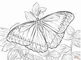 Morpho Butterfly Coloring Blue Peleides Pages Drawing Para Color Printable Colorir Coloringbay Getdrawings Visit Paintingvalley sketch template