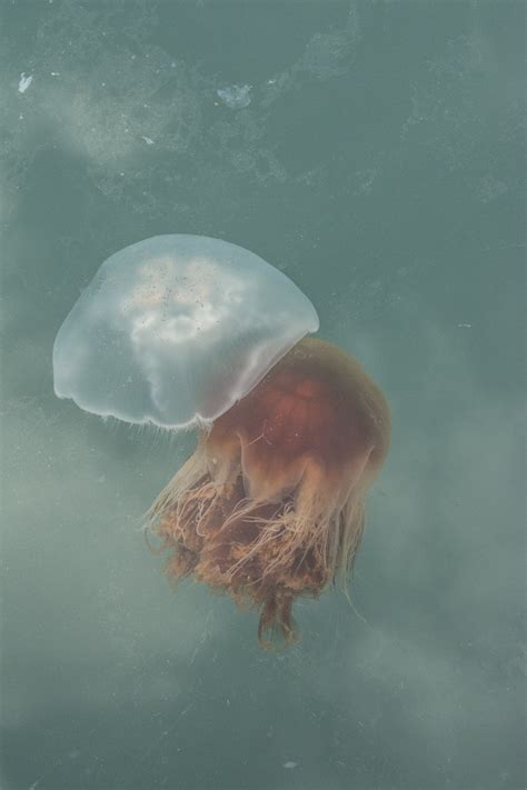 gambar lautan awan bawah air ubur ubur kehidupan cnidaria biologi kelautan invertebrata