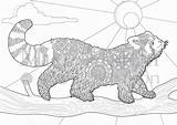 Coloring Red Pages Panda Printable Adult Colouring Instant Color Mandalas Pandas Popular Visit Library Clipart Sketch sketch template