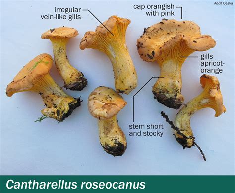 cantharellus roseocanus mushrooms up edible and poisonous species of
