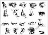 Ears Noses Drawing Eyes Nose Mouths Figure Draw Mouth Drawings Types Raphael Eye School Human Lips Sketch Pages Gerard Face sketch template