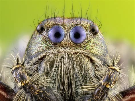 extreme close  photo shows face   spider  youve