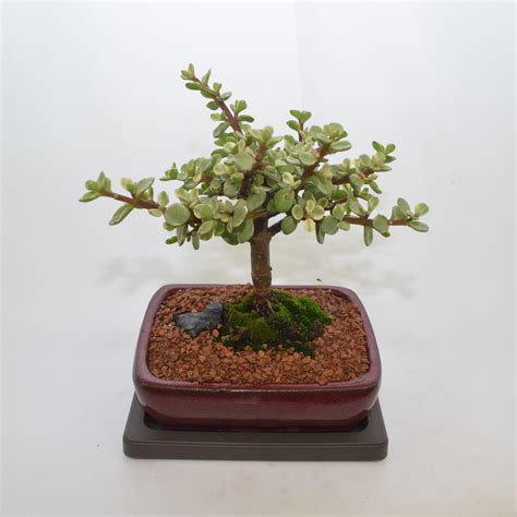 indoor bonsai variegated mini jade broom style  years  etsy