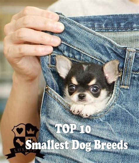 top  smallest dog breeds hubpages