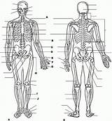 Physiology Anatomie Body Ausmalbilder Biologie Anatomi Ausmalbild Fizyoloji Boyama Insan Vücudu Eğitim Kitapları Letzte Skeleton Muscular Organs sketch template