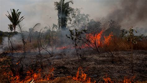 amazons fire season   burn   starve npr