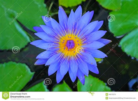 The Blue Lotus Stock Image Image Of Beautiful Colorful