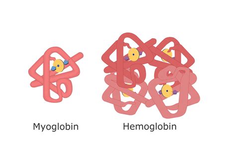 oxygen myoglobin dissociation curve getbodysmart