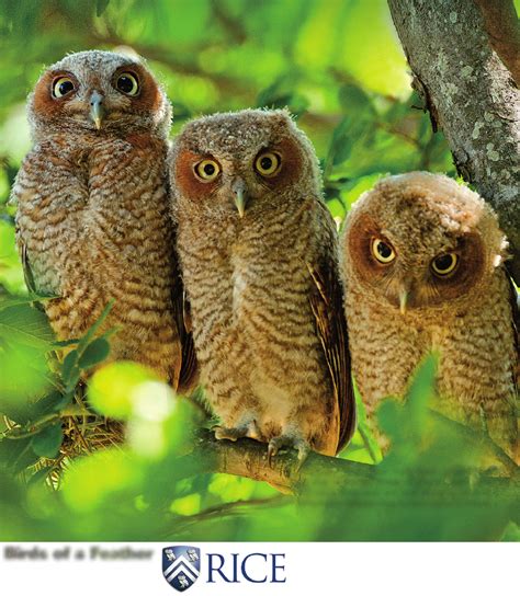 rice university owlets owlet owl animals
