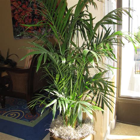 indoor full grown areca palm  nqixz